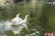 周易占卜吉林：罕见白鸬鹚连续两年“故地重游”