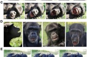 周易占卜国际最新研究：机器人“打哈欠” 黑猩猩被传染