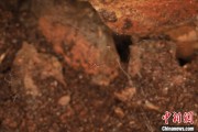 周易占卜江西发现蜘蛛新物种 为研究呵叻蛛属适应区域提供依据